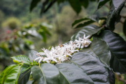 The origins of coffee. Antioquia, Colombia.